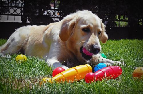 retriever golden play