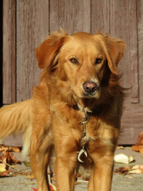 retriever golden hunting dog