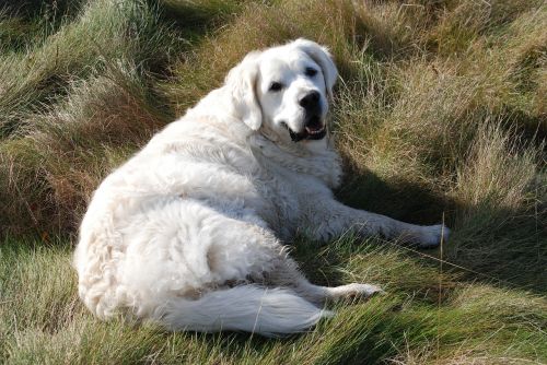 retriever dog pet