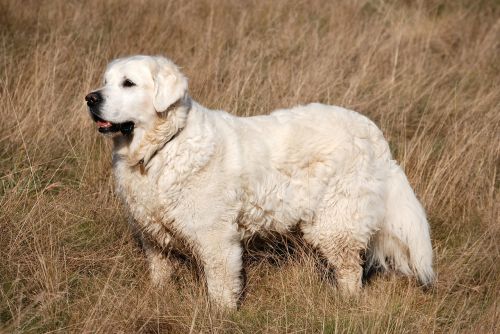 retriever dog pet