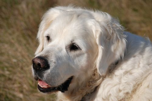 retriever dog pet