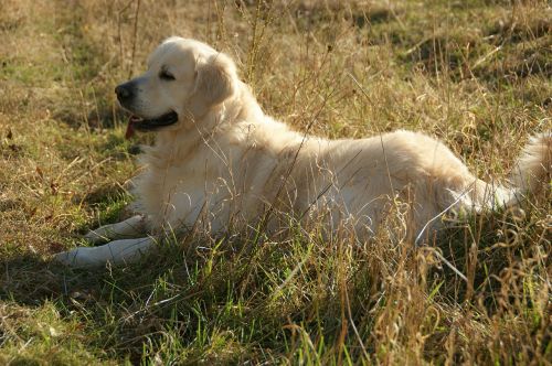 retriever golden retriever pet