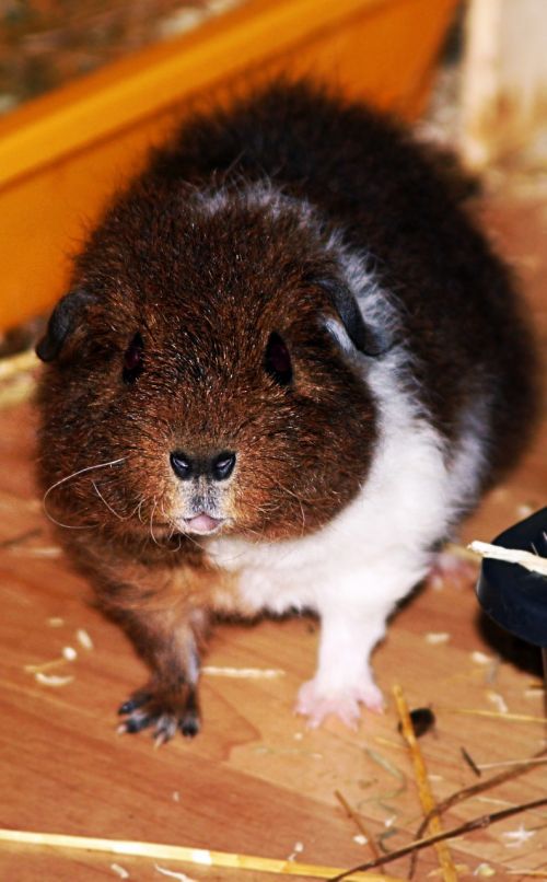 rex guinea pig pet young