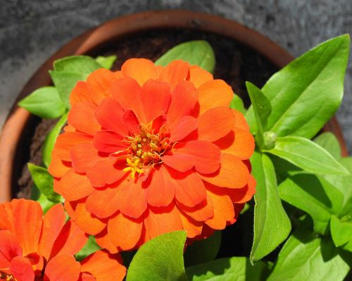rézvirág zinnia orange flower