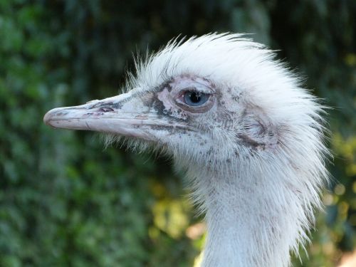 rhea bird south america