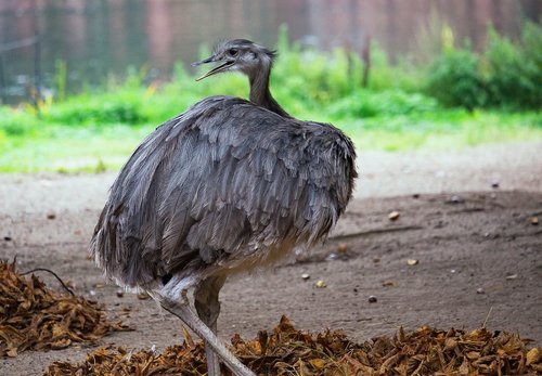 rhea bird  flightless bird  big bird