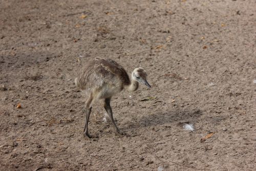 rhea bird flightless bird zoo