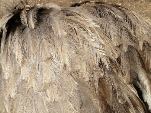 rhea bird bird rhea americana