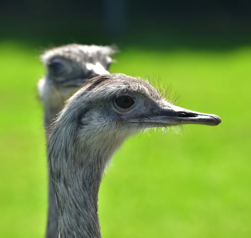 rhea bird flightless bird argentina