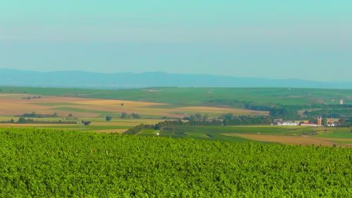 rheinhessen landscape green