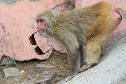 rhesus himalayan monkey naughty