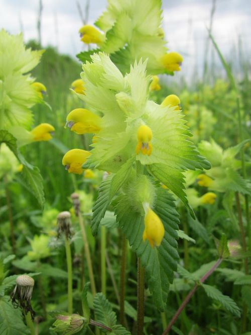 rhinanthus alectorolophus greater yellow rattle wildflower