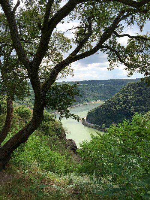 rhine river landscape river