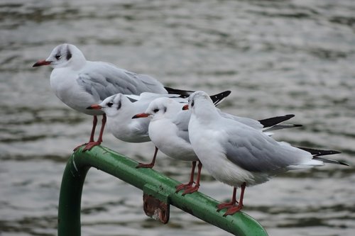 rhine river  gull  bird