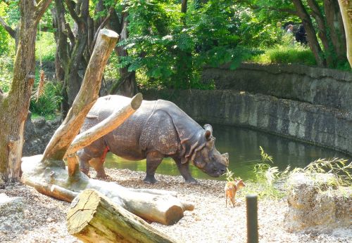 rhino zoo summer