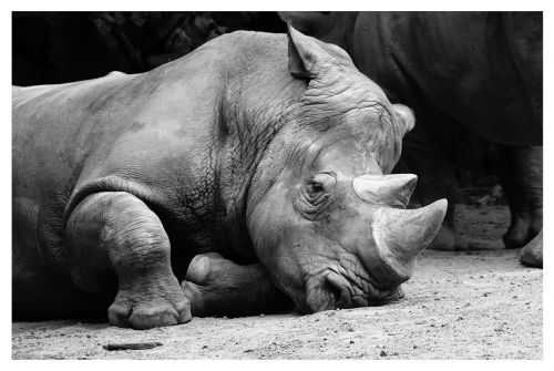 rhino animals zoo