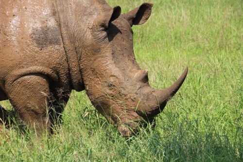 rhino krueger national park