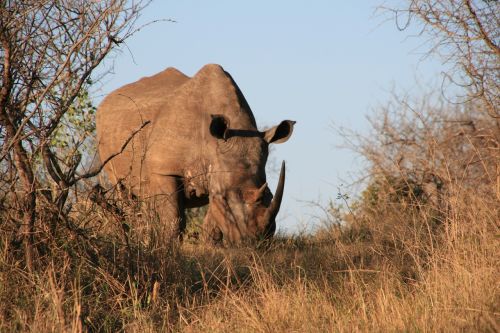 rhino africa pachyderm