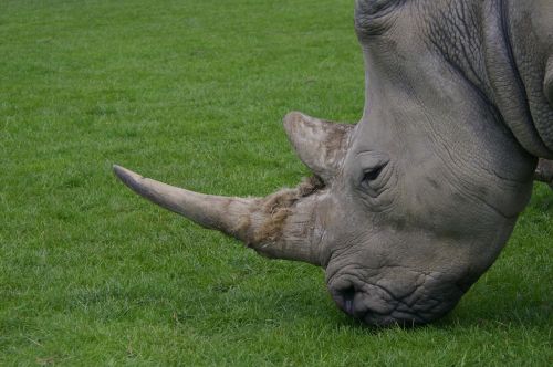 rhino zoo knowsley