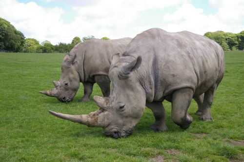 rhino park safari
