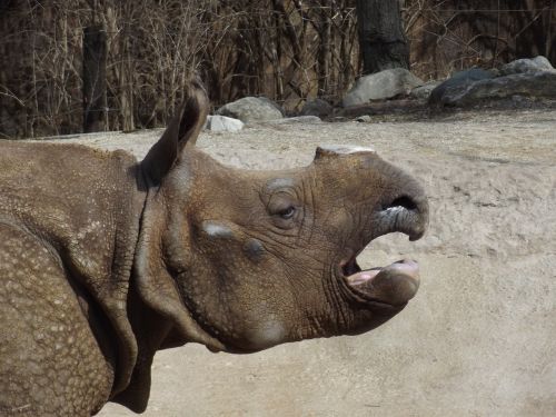 rhino mammal africa