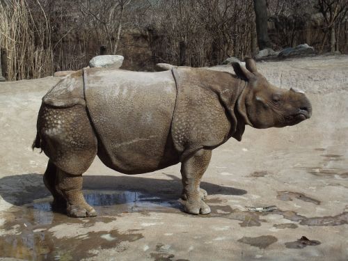rhino zoo nature