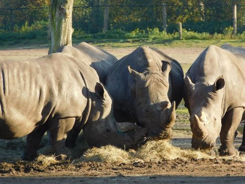 rhino wild animal wildlife park