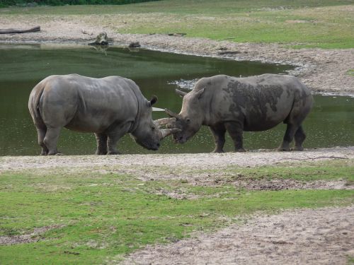 rhino africa safari