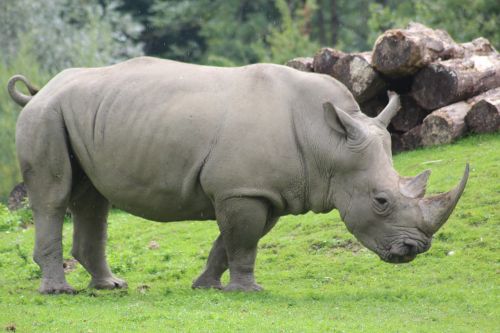 rhino zoo nature