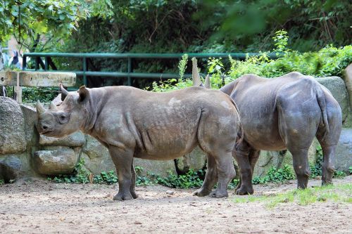 rhino animal world zoo