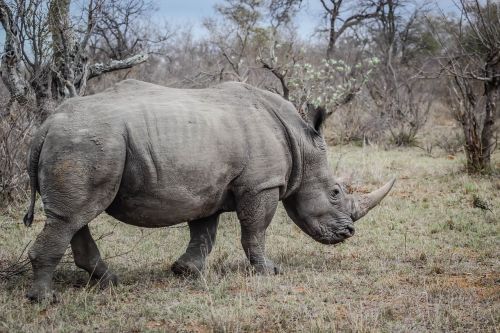 rhino wild animal