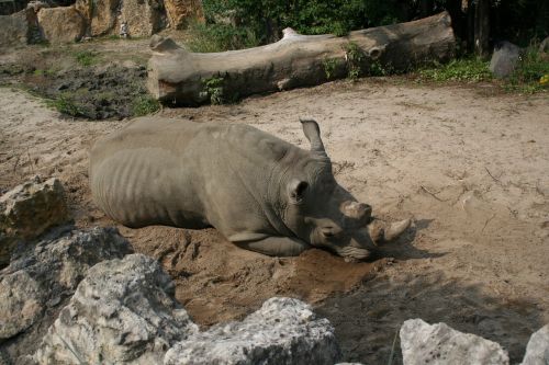 rhino zoo fauna africa