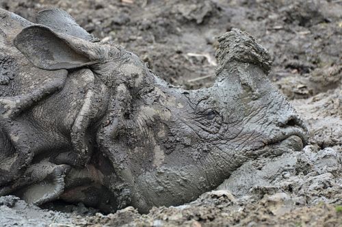 rhino mud animal