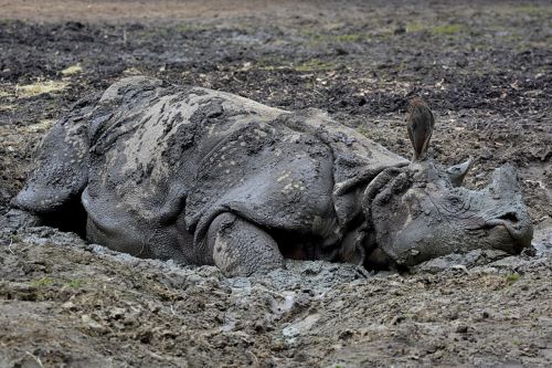 rhino mud animal
