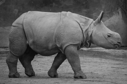 rhino baby rhinoceros animal