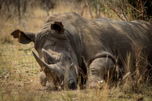 rhino africa endangered
