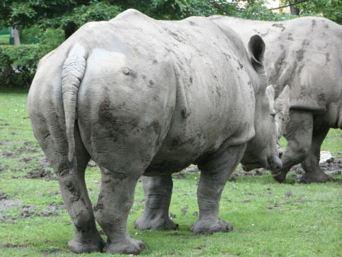 rhino rhinoceros zoo