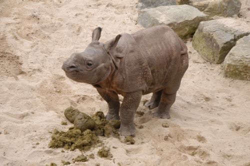 rhino zoo wilhelma