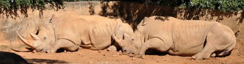 rhino wildlife south africa