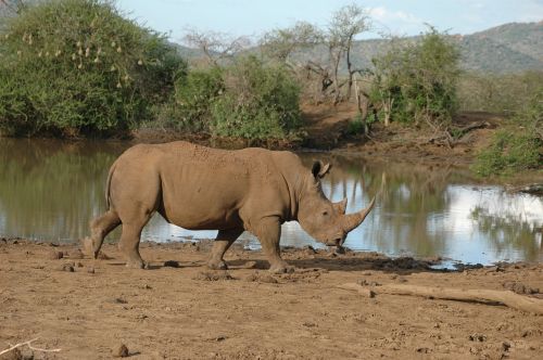 rhino south africa wildlife reserve
