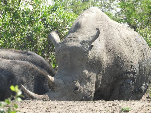 rhino south africa hluhluwe