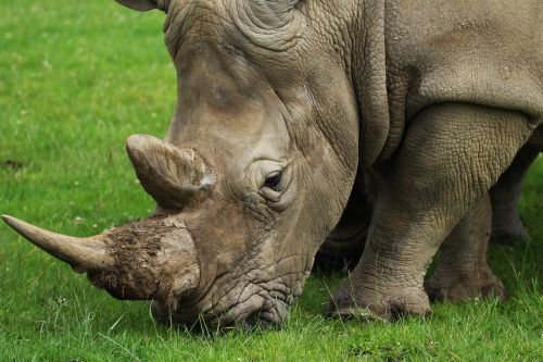 rhino horn nature