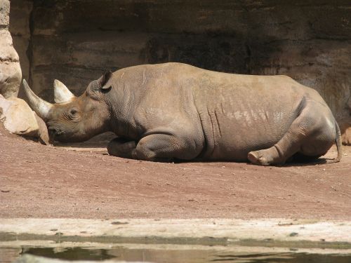rhino relax nap