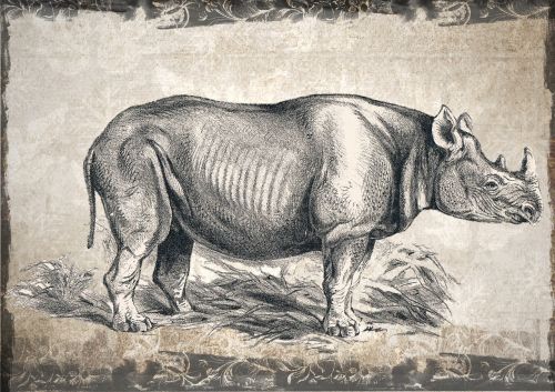 rhino rhinoceros wildlife