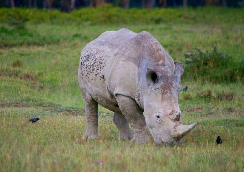 rhino africa safari