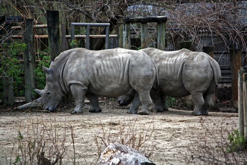 rhino rhinoceros horned