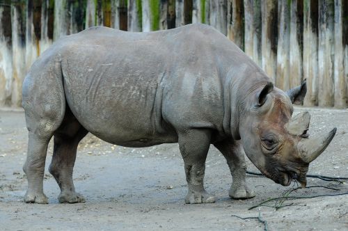 rhino zoo black mulberry