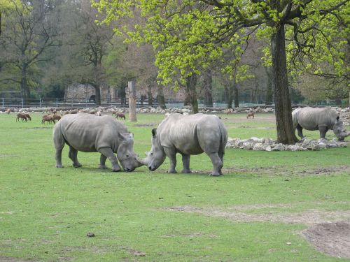 rhino zoo outdoor enclosures