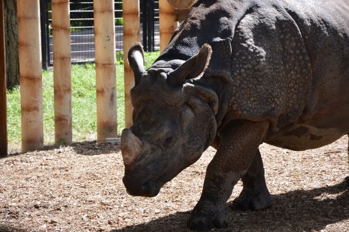 rhino nature zoo