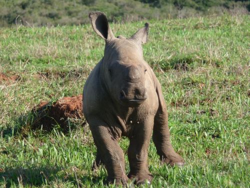 rhino africa wild